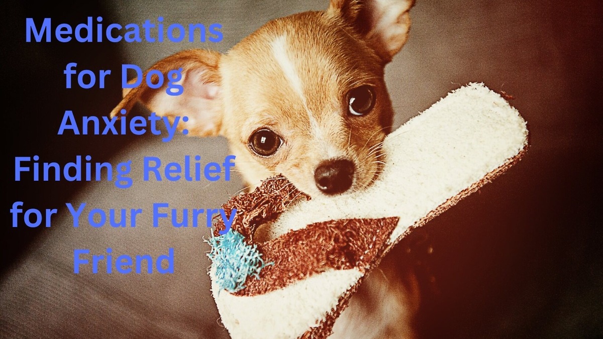 Medications for Dog Anxiety Relief for Your Furry Friend Dock