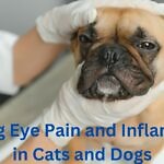 Soothing Eye Pain and Inflammation in Cats and Dogs